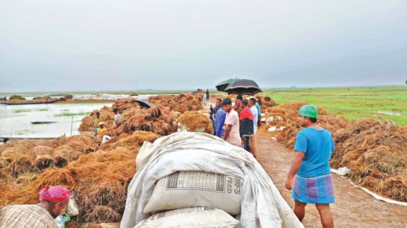 হাওরে কৃষকের দুর্দিন, বাঁধ ভেঙে আরও এলাকা পানির নিচে